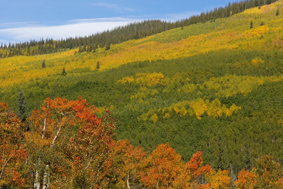 Aspen forest along Kenosha Pass in Colorado's Pike National Forest