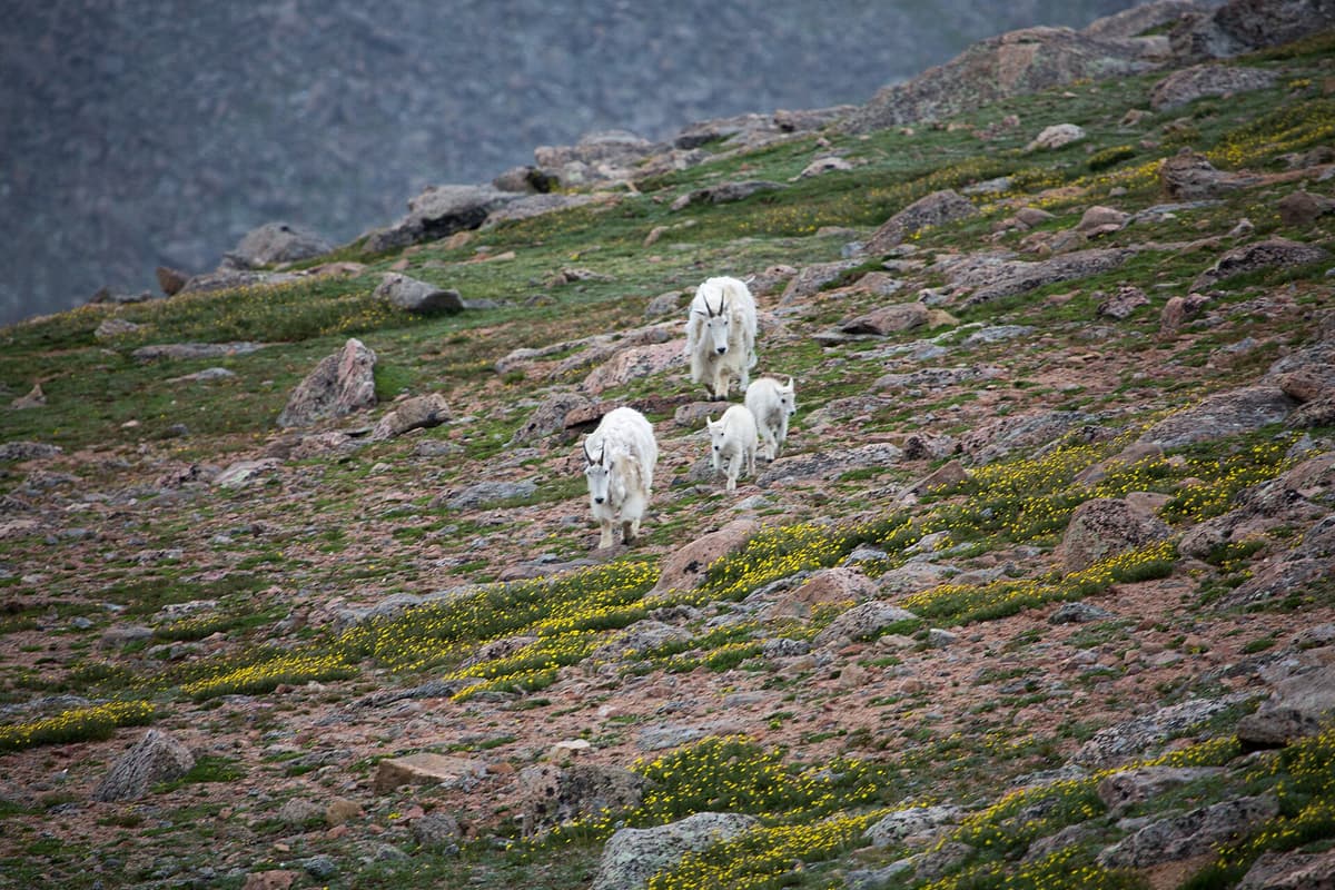 Mountain goats with their young on the tundra near the Mount Evans summit road