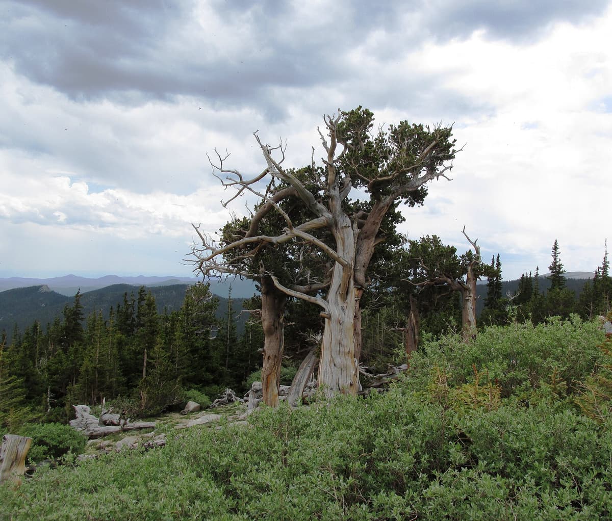 Ancient Rocky Mountain bristlecone pines twisted by wind at Mount Goliath