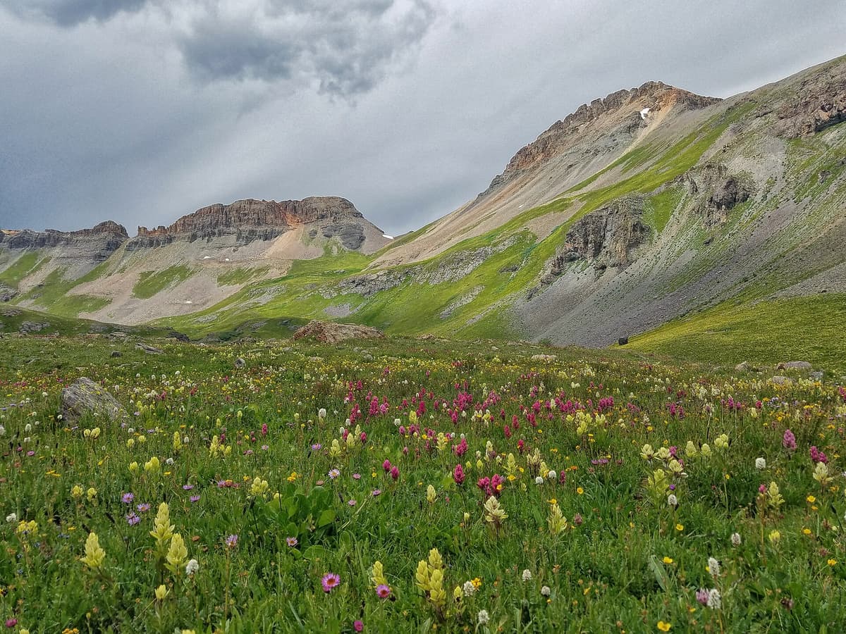 Alpine wildflowers filling the lower Ice Lake Basin below rugged volcanic peaks near Silverton