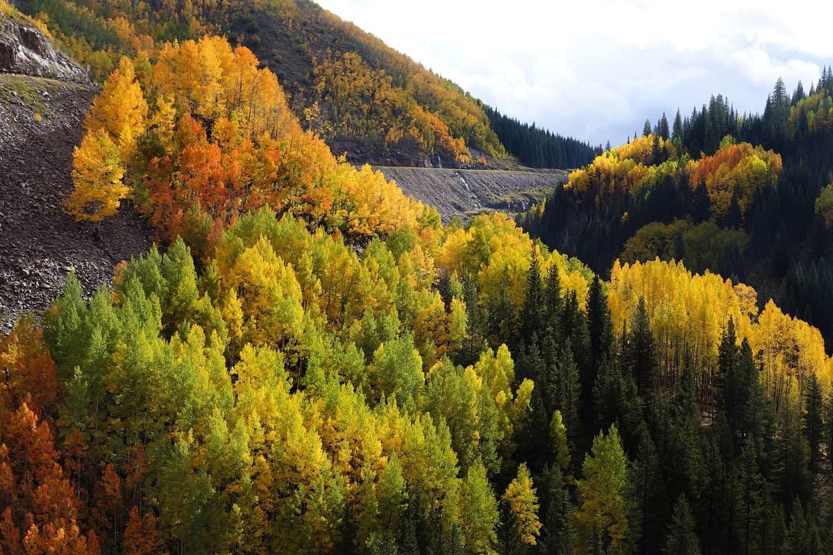 Aspens in full fall color along the Million Dollar Highway between Silverton and Ouray
