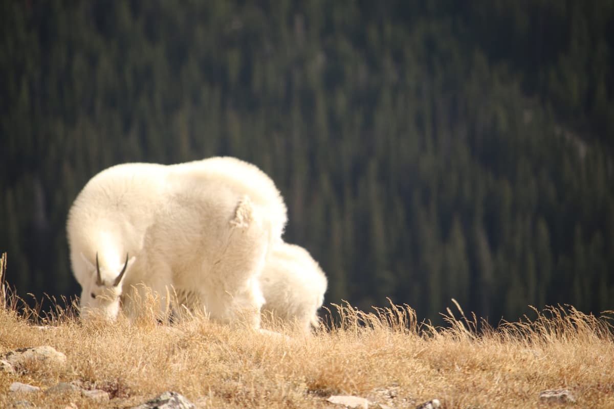 Mountain goats on the high slopes near Quandary Peak, a common sight above McCullough Gulch