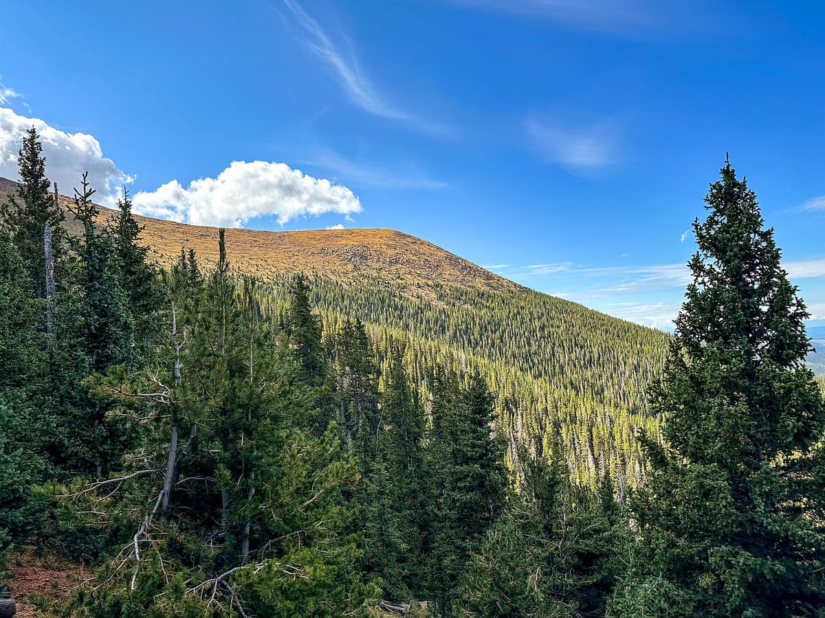 The forested climb toward treeline on Pikes Peak's west side, with a tundra-topped ridge above the spruce