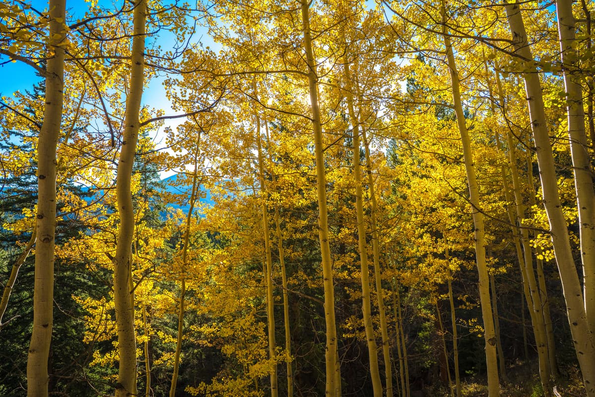 Golden aspen foliage along Boreas Pass in fall, one of the most accessible fall-color drives near Breckenridge