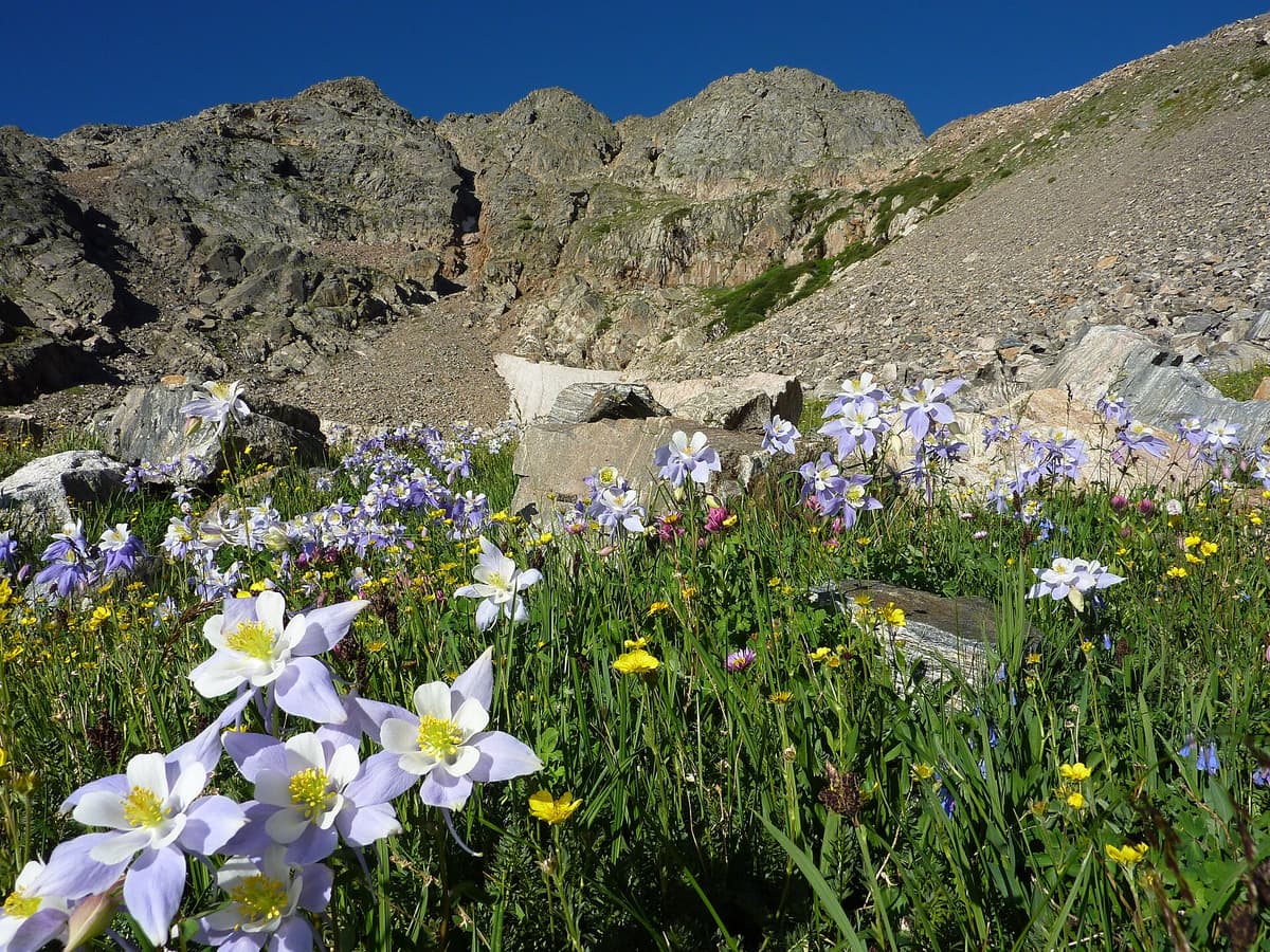 Colorado columbines blooming in the James Peak Wilderness at 11,200 feet