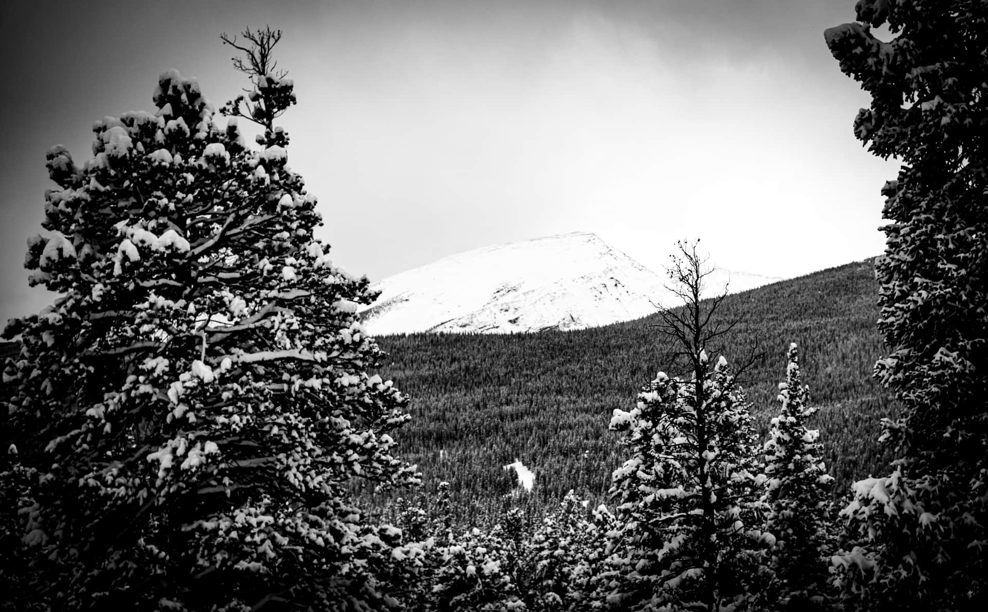 Mount Sherman Hike: A Complete Guide to Colorado's Easiest 14er