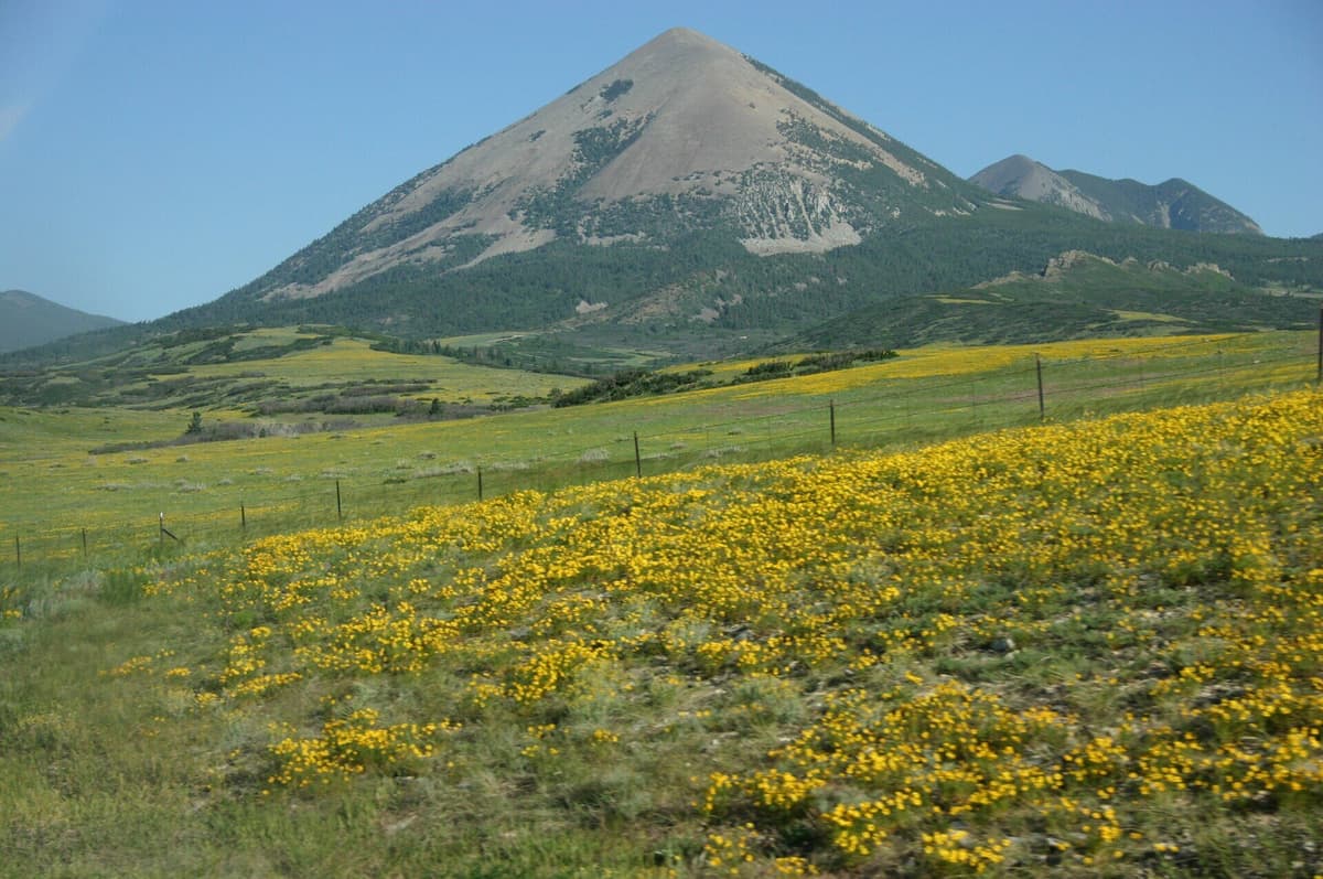 Wildflowers in a Colorado alpine meadow along the trail