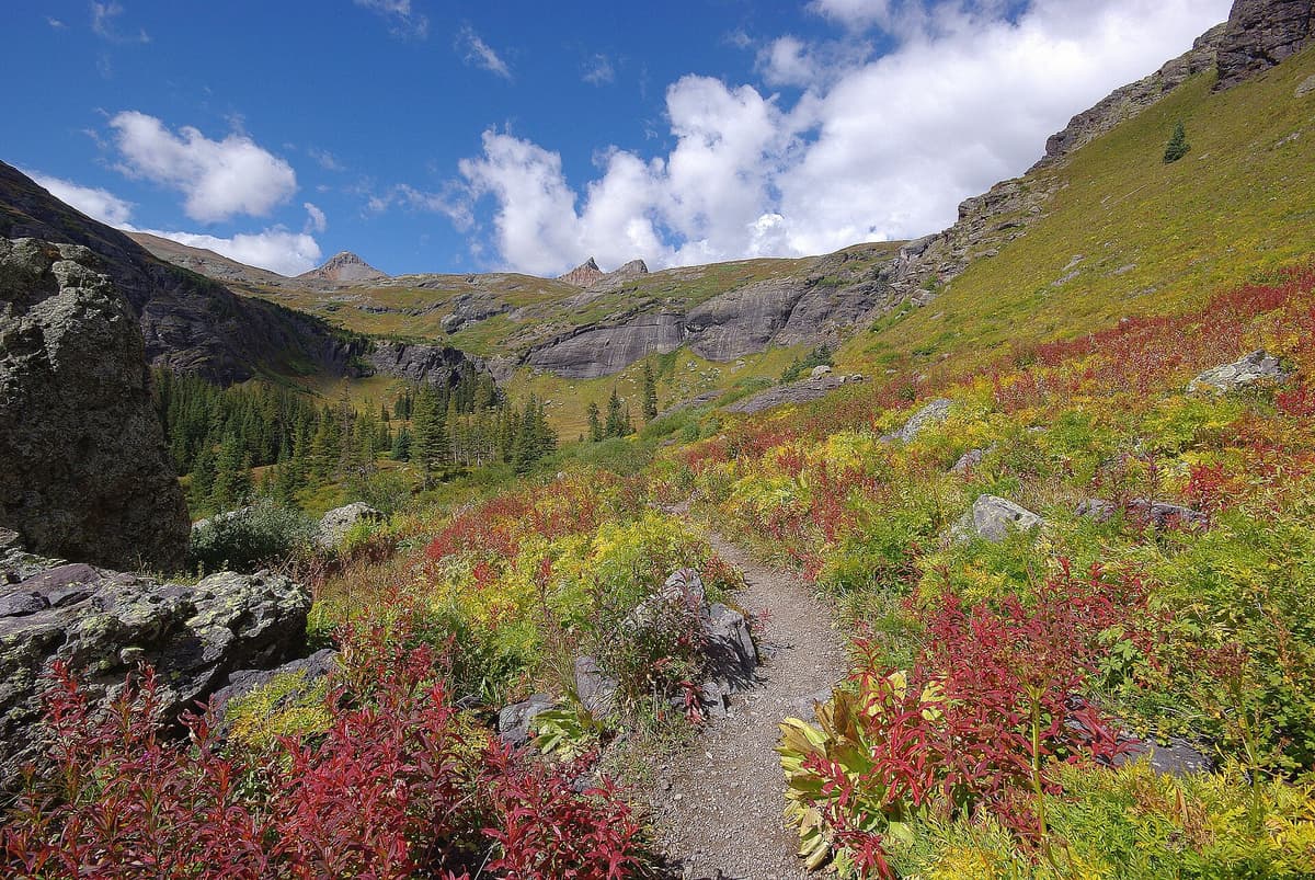 Wildflower-lined hiking trail in the Colorado high country