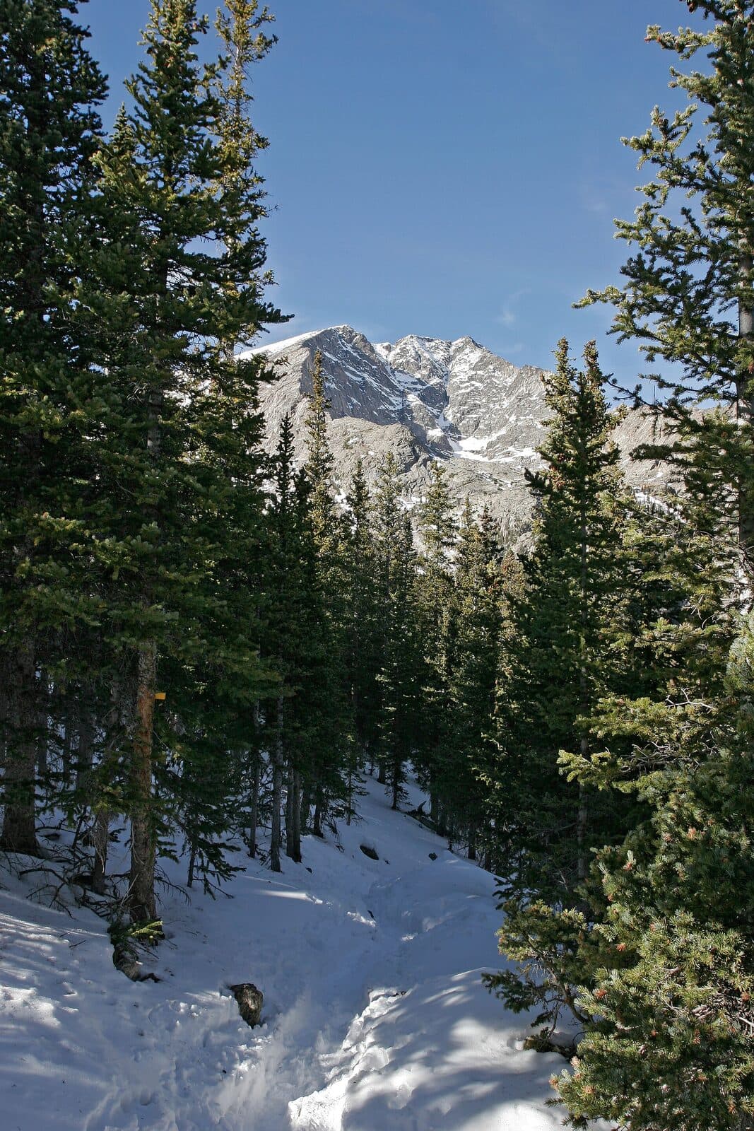 The Ypsilon Lake Trail climbing through timber from the Lawn Lake Trailhead in RMNP