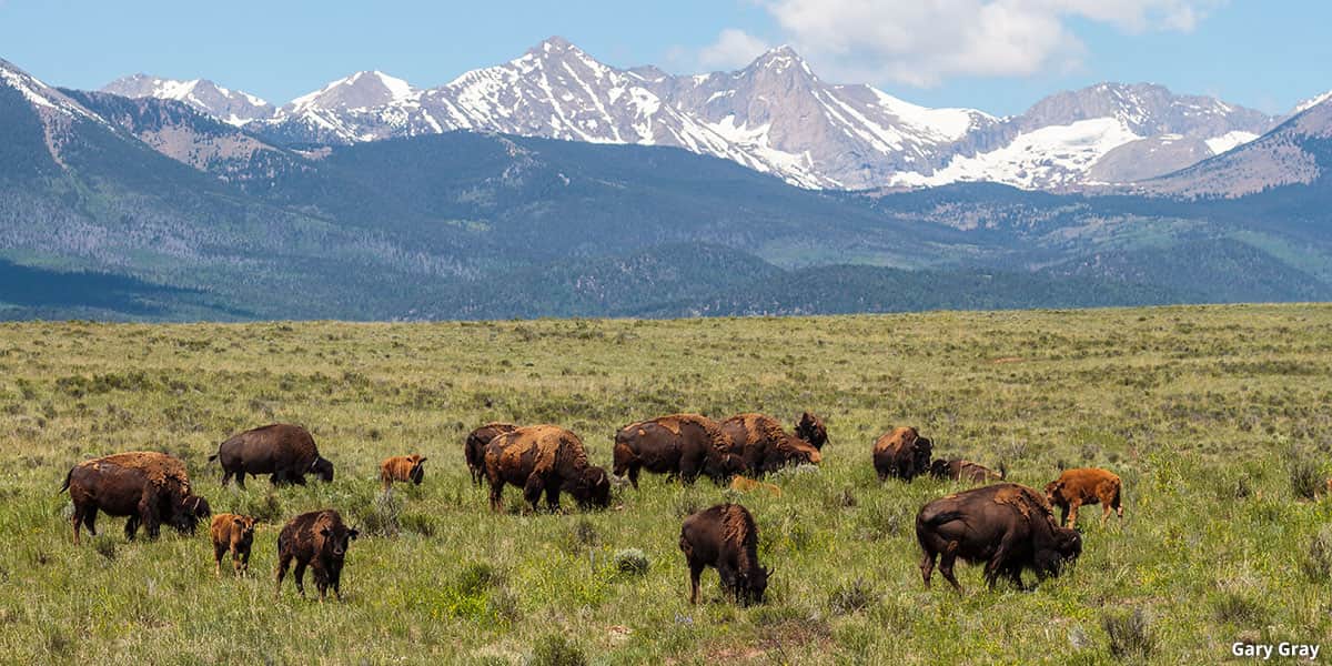 Colorado Wildlife on the Trail: Animals to Watch For and How to Stay Safe