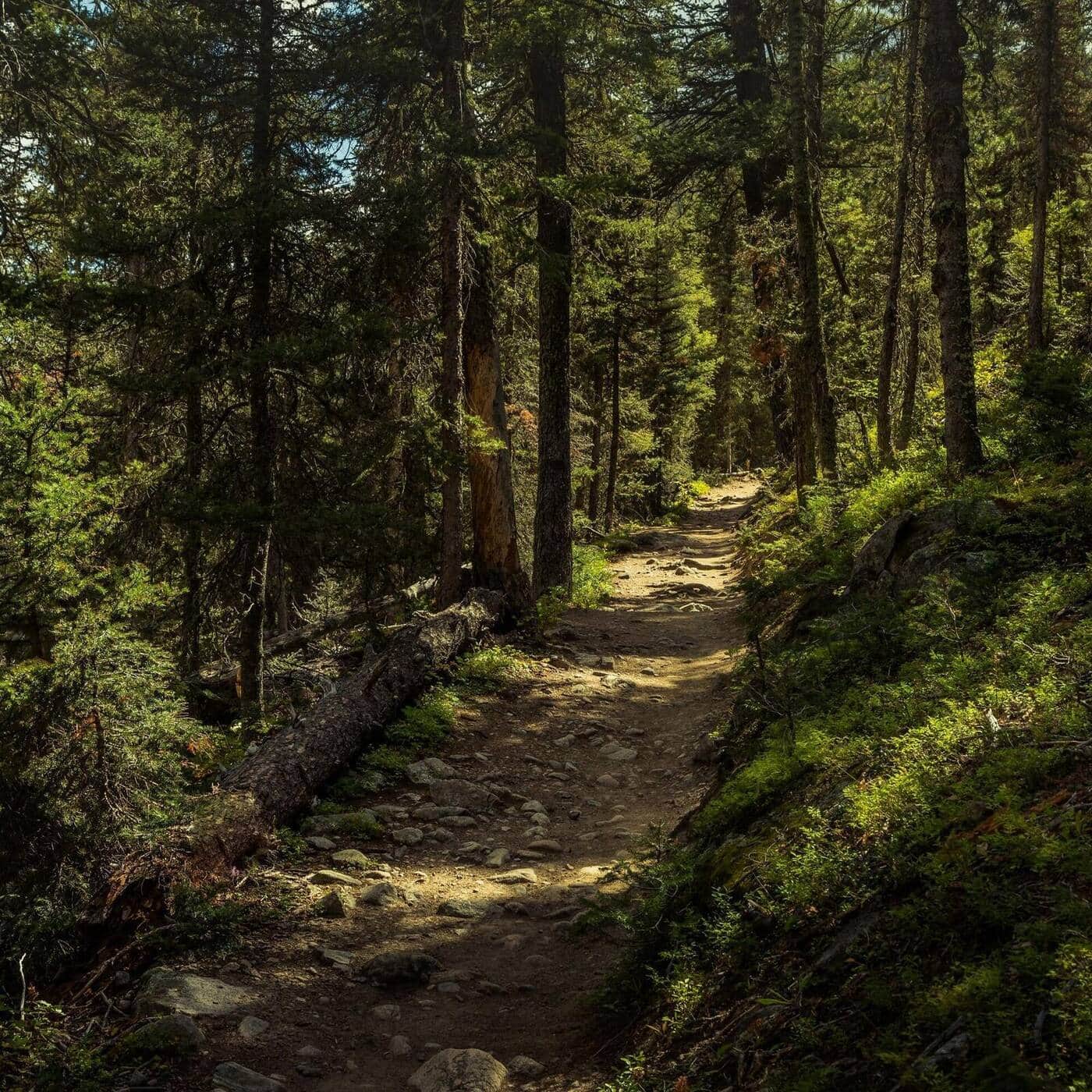Fern Lake Trail