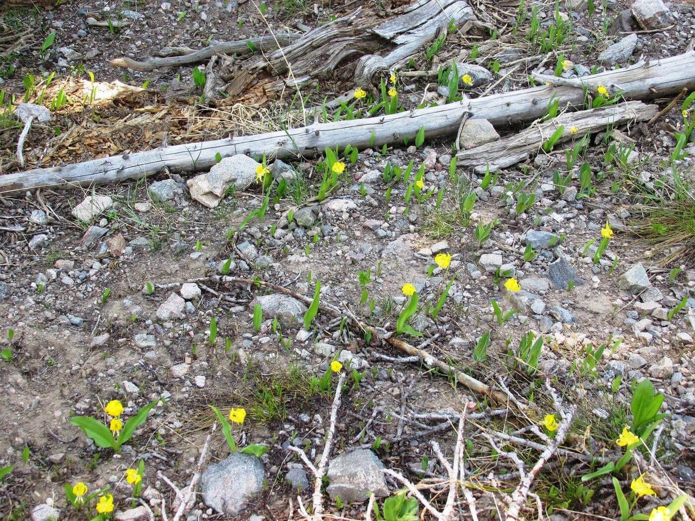 Lily Lake Trail
